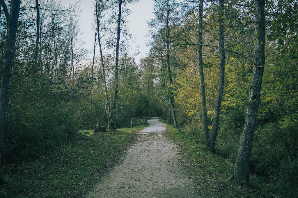 Forest path in soft morning mist, symbolizing connecting with the deceased in a calm and intuitive way.