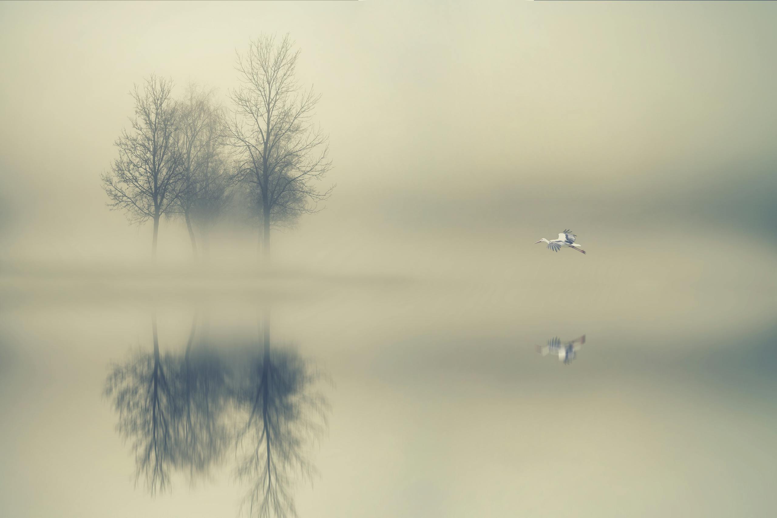 Fog drifts over a still lake as a heron flies low above the water, symbolizing quiet connection with the deceased.
