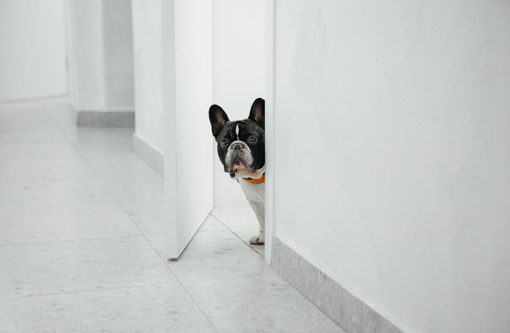 Dog peeking around a doorway, showing awareness of being observed
