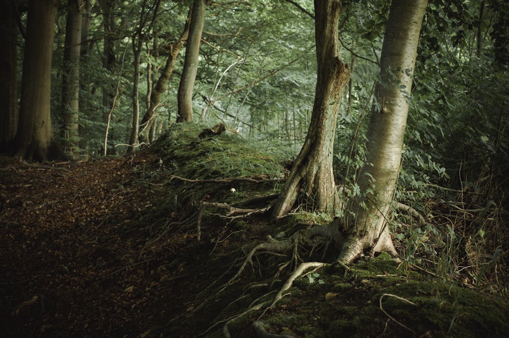 Tree roots extending across a forest path, symbolizing continuity over time,