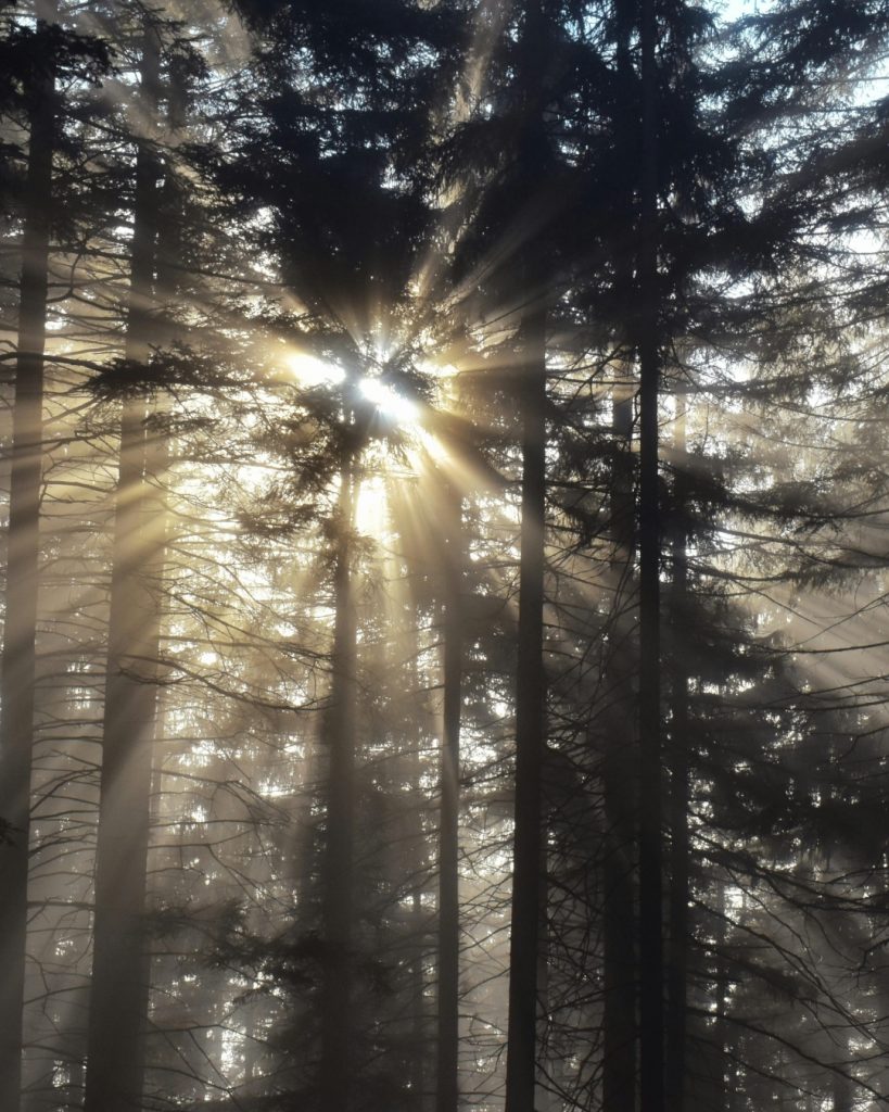 sunlight filtering through forest representing intuitive sensitivity and discernment