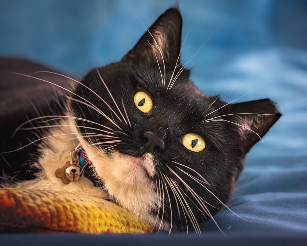 pet psychic readings