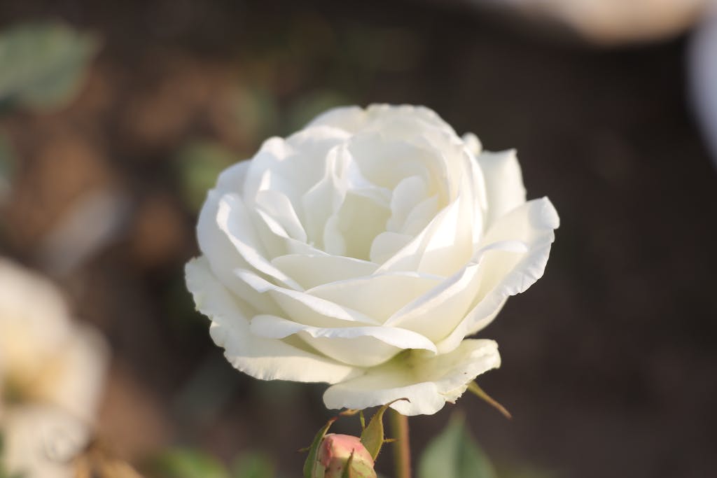 spirit medium readings