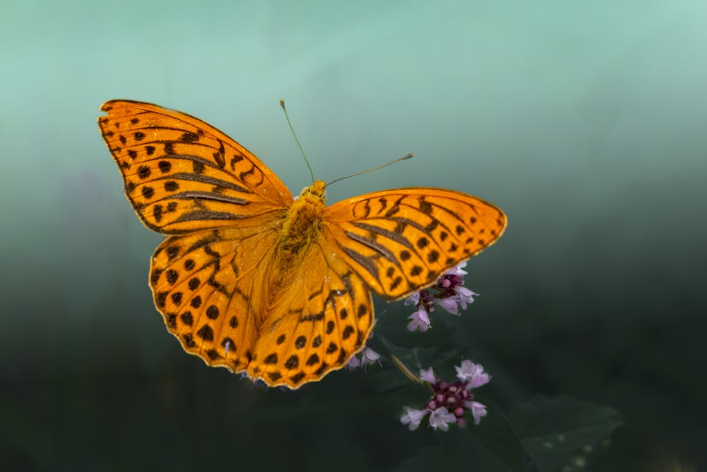 Detailed image of a beautiful Silver-washed Fritillary butterfly on a flower.