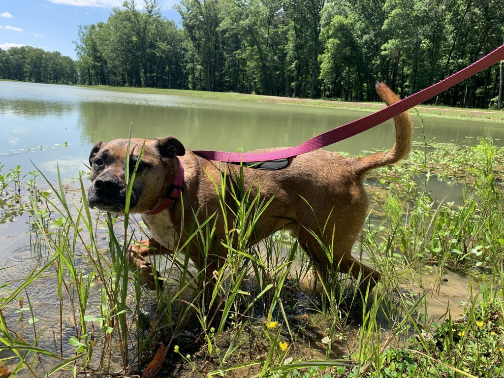 Healing through sound after the loss of my companion Dodger