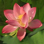 Close-up of a vibrant pink lotus flower blooming in lush green surroundings.