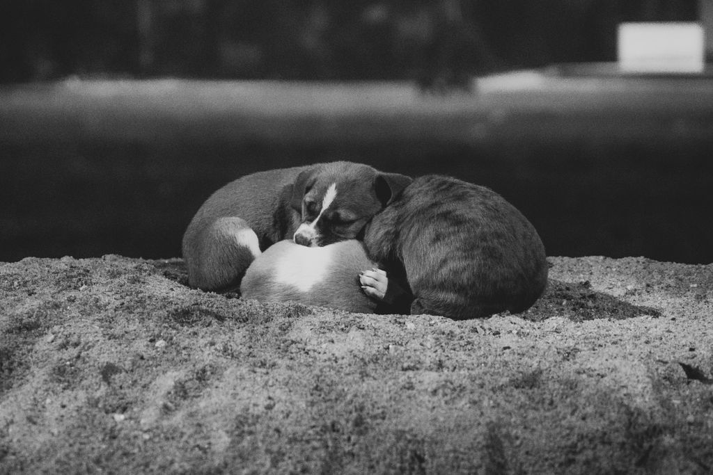 Black-and-white photograph of two puppies curled up together, resting against each other for comfort.